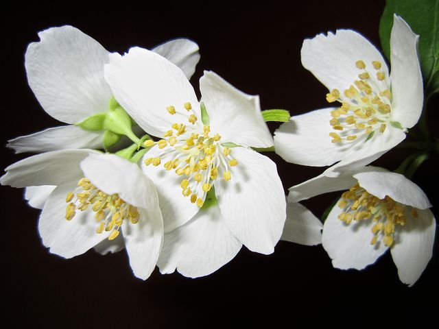white flowers