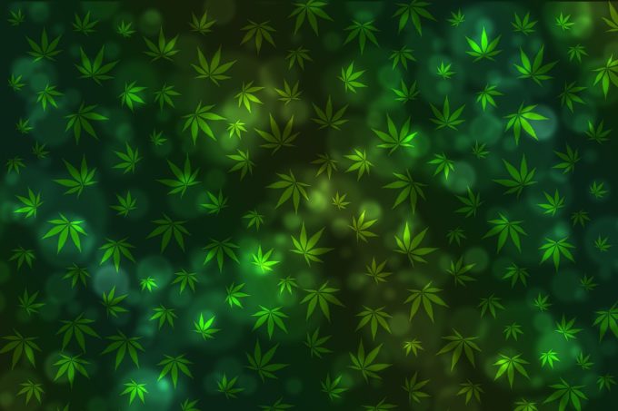 marijuana 2